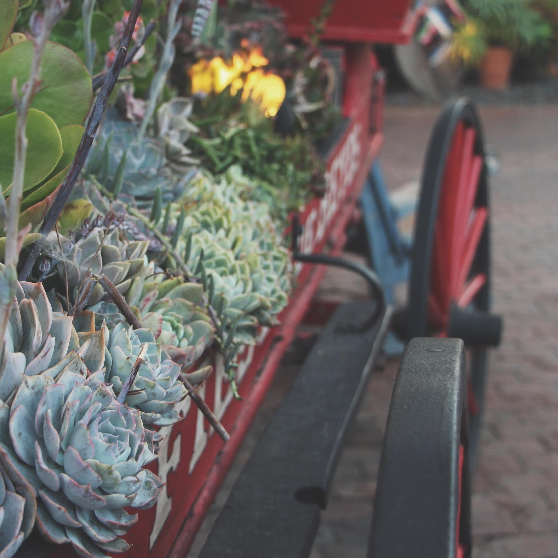 Succulent Sighting: Old Town